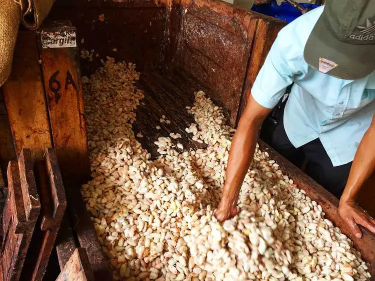 カカオ豆の第二次発酵
